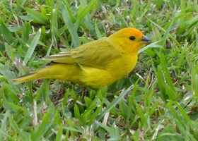 Saffron Finch